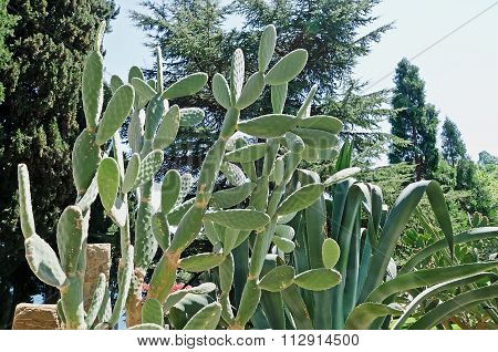 Agave And Cactus In The Park