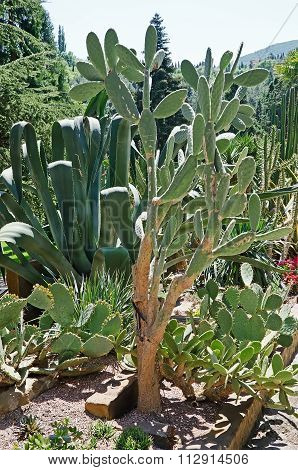 Agave And Cactus In The Park