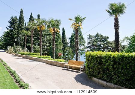 Alley With Palm Trees In The Park In Partenit