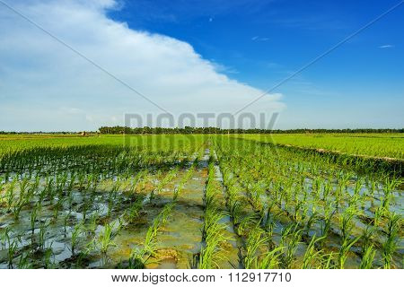 Green Rice Filed