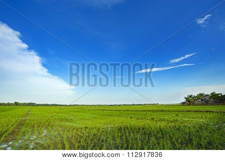 Beautiful Sky Rice Field