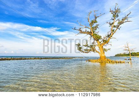 Tree And Sea White Blue Sky