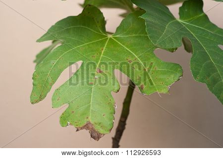Plant Disease. Septoria leaf spot symptoms on fig tree.