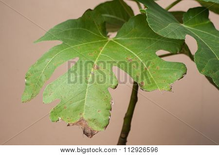 Plant Disease. Septoria leaf spot symptoms on fig tree.