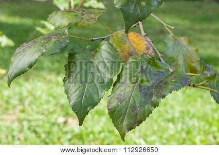 Plant Disease. Black rusty leaf spot symptoms on mulberry tree.