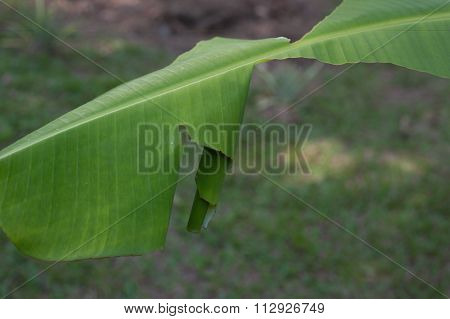 Banana leaf damage by Banana skipper butterfly.