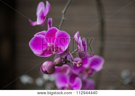 Orchid Flower In Garden