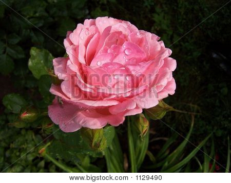 Rose Rosa 
