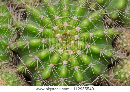 Cactus Texture Detail