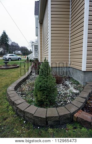 Dwarf Alberta Spruce