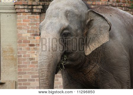 Elefant Essen