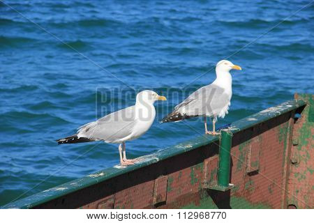 Herring Gulls on a metal wall