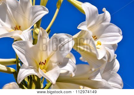 Blooming Flower Background