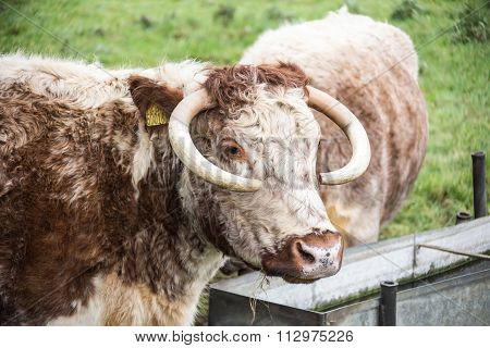 English Longhorn Cattle