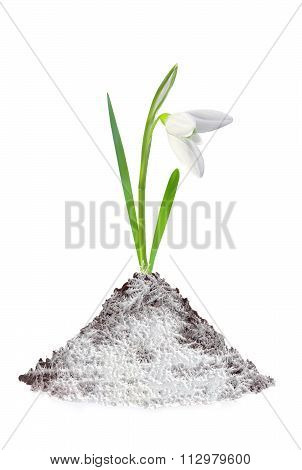 Beautiful Snowdrop Flower Grouth In Soil With Frost Isolated On White Background