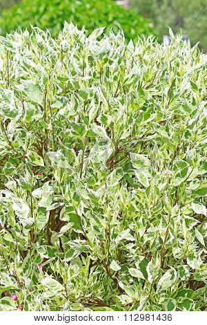 Derain White Ornamental Shrubs (cornus Alba)