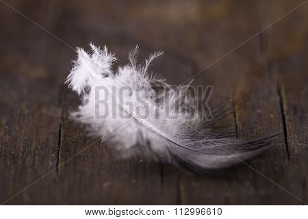 feather of bird on a wooden surface