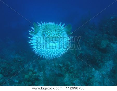 Puffer Fish