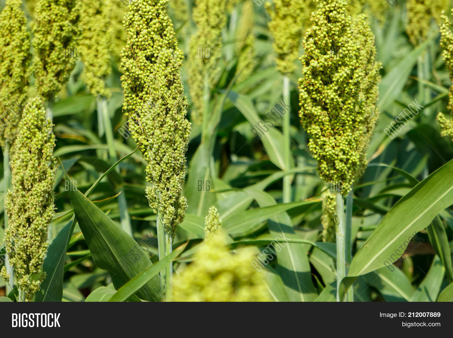Image Preview