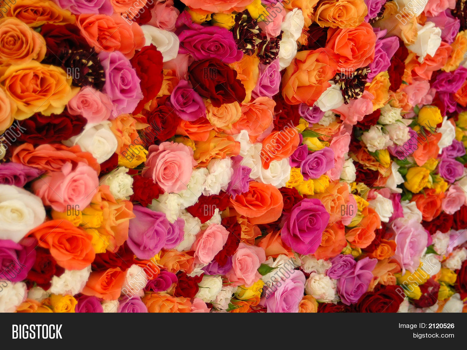 Beautiful Roses Image & Photo (Free Trial) Bigstock
