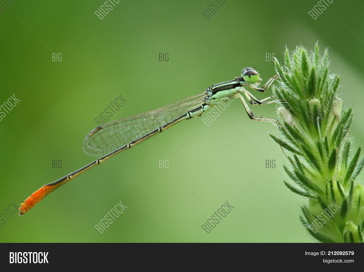 Image Preview