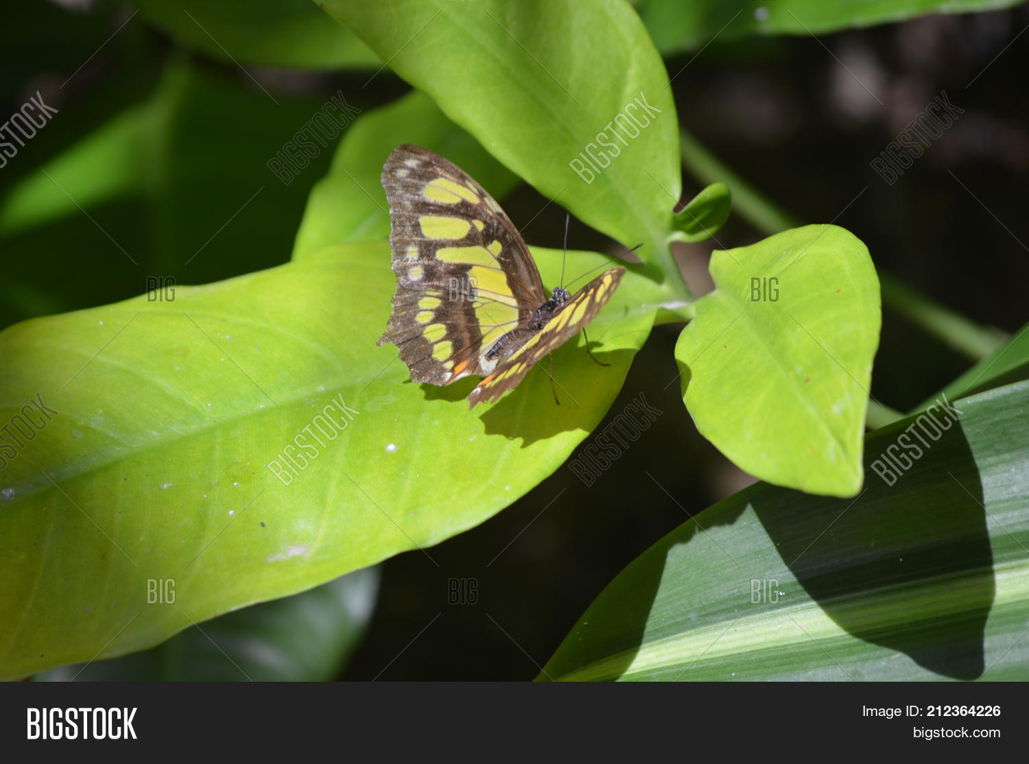 Image Preview
