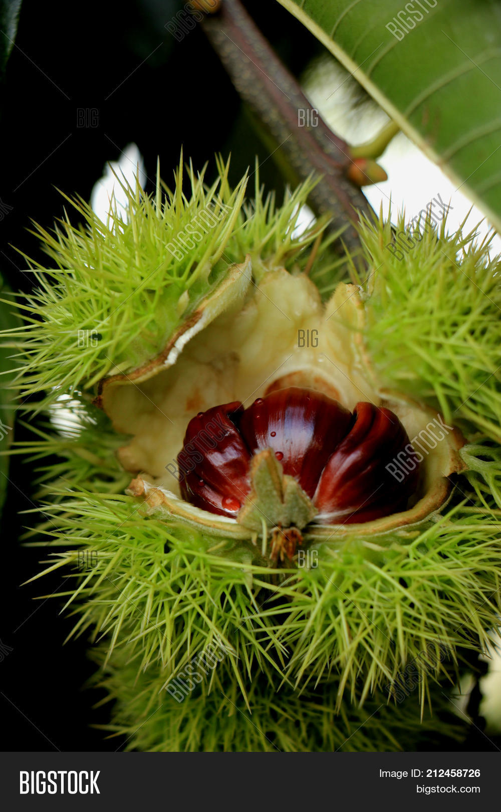 Image Preview