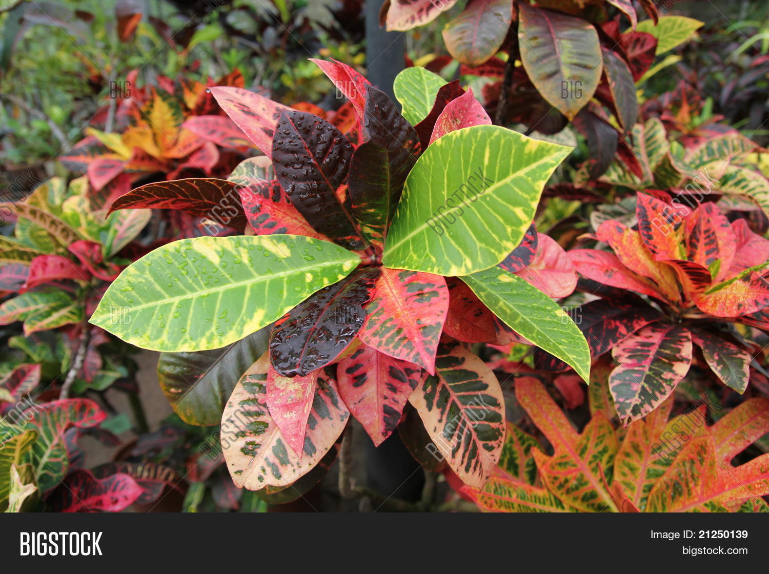 Image Preview