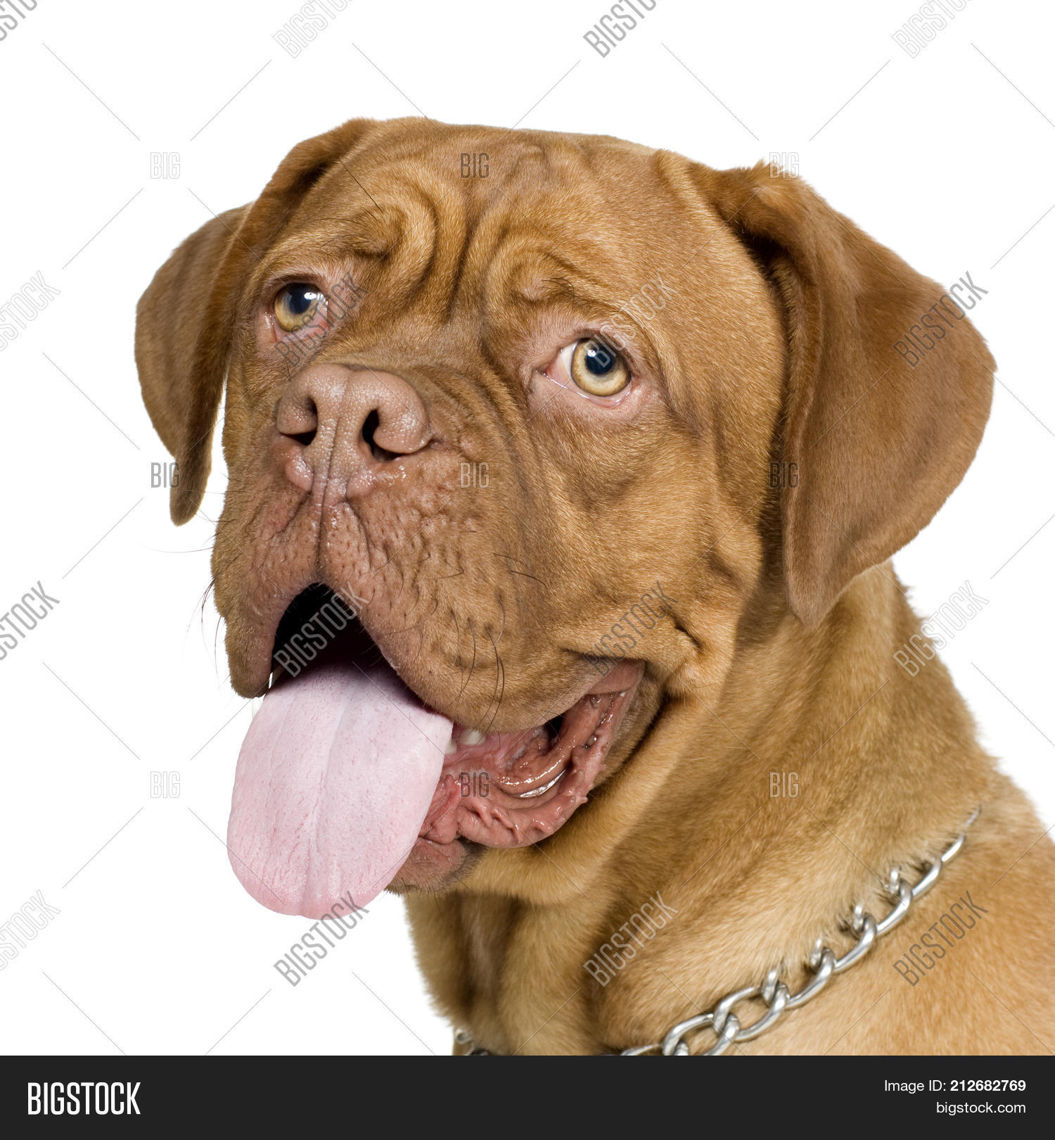 drogue de bordeaux dog