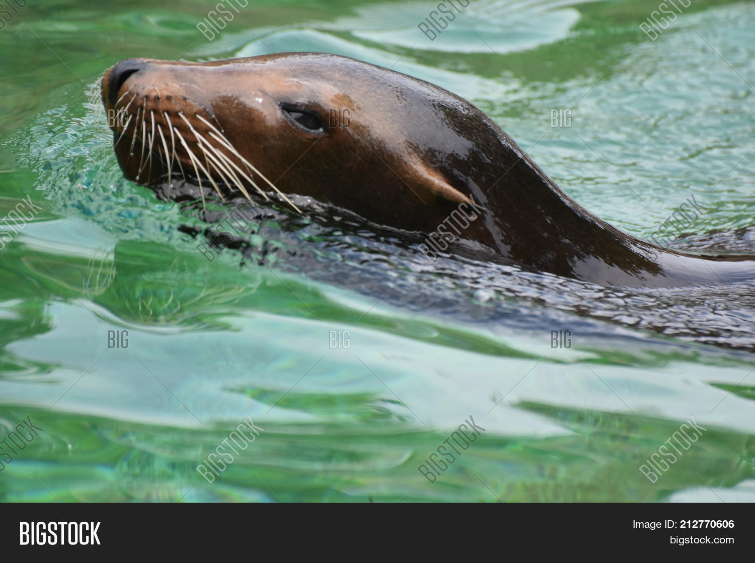 Image Preview