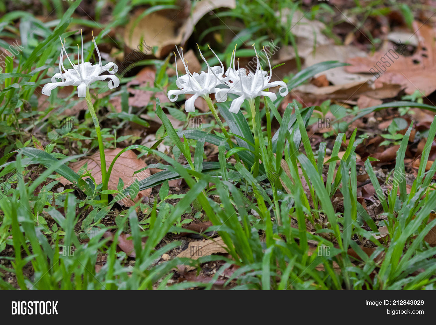 White Flower Crinum Image Photo Free Trial Bigstock