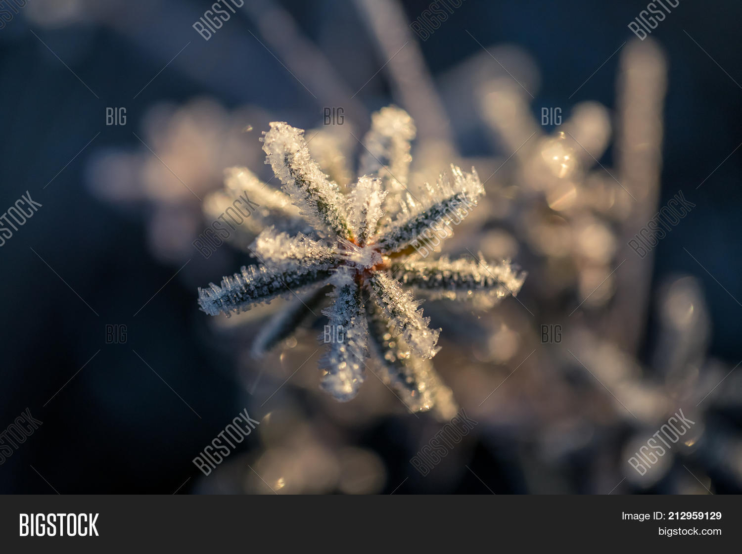 Image Preview