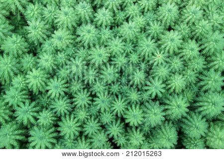 green Myriophyllum aquaticum plants in a row