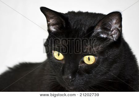 Sort kat