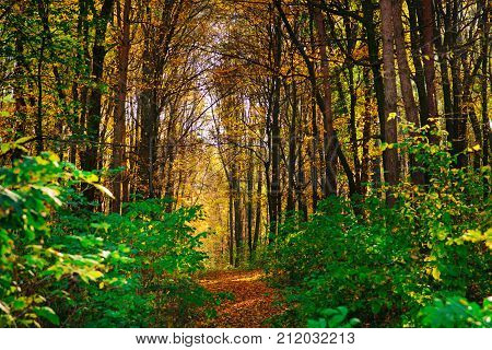 Bright And Colorful Landscape Of Autumn Forest Trail Covered With Leaf