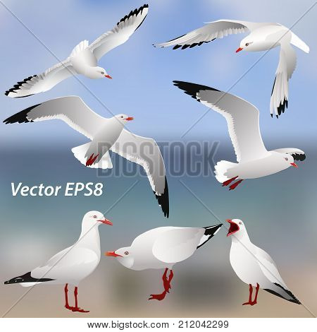 The various postures of the seagulls on the sea background set isolated