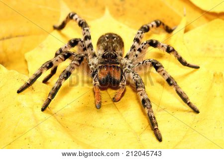 Dangerous creepy tarantula Lycosa singoriensis on yellow leaves