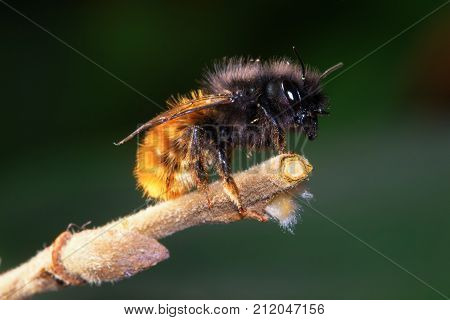 Wild solitary bee Osmia cornuta on the branch