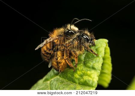 Osmia rufa mason bee pollinator mating on black