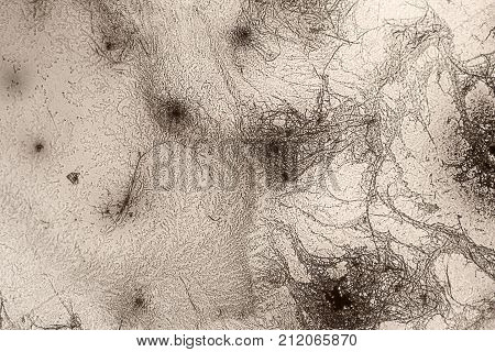 microscopic shot showing some microcrystal patterns in dried dyestuff