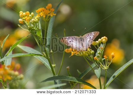 Incredible White Peacock or Anartia Jatrophae Butterfly with wings spread on group of marigold flowers.