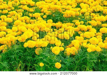 marigold yellow-orange flower blooming beautiful in garden : Select focus with shallow depth of field. (Tagetes erecta Mexican marigold Aztec marigold African marigold)