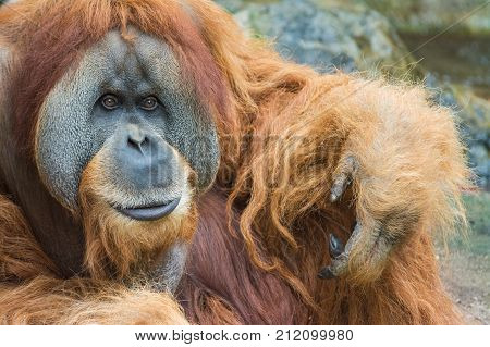 Portrait of Sumatran orangutan also known as Pongo abelii.
