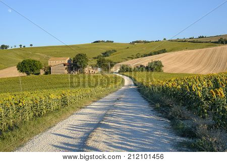 Rural landscape along the road from Filottrano to Appignano (Ancona Marches Italy) at summer.