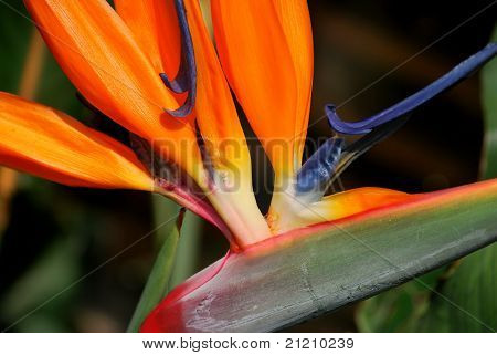 Ave Del Paraiso/bird Paradise