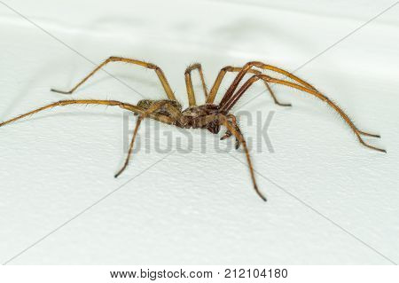 A Big Large Male Giant House Spider On A White Wall