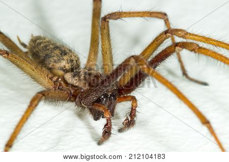 A Big Large Male Giant House Spider On A White Wall