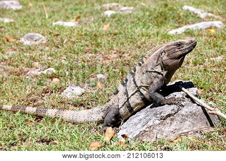 Photo of the Iguana on the stone