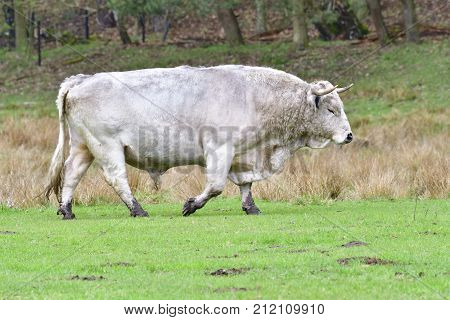 White Park cattle bull run obver a meadow