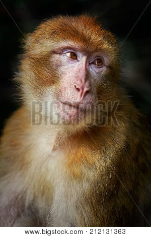 Barbary Macaque (macaca Sylvanus)